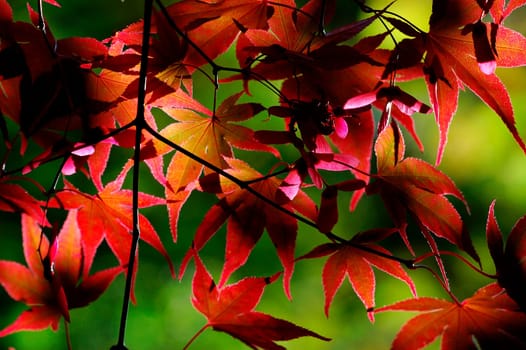 Autumn 4