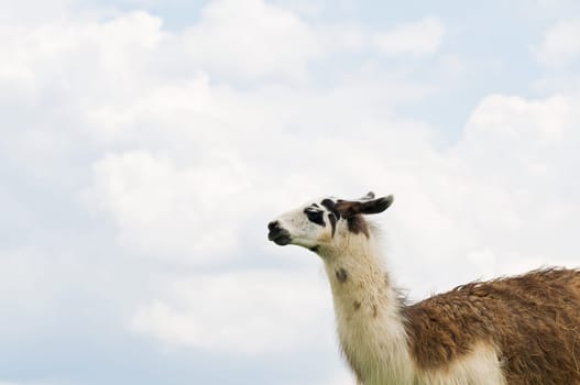 Lama