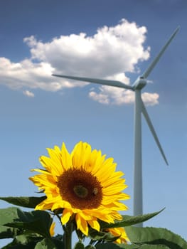 Sunflower with bee in front of wind turbine