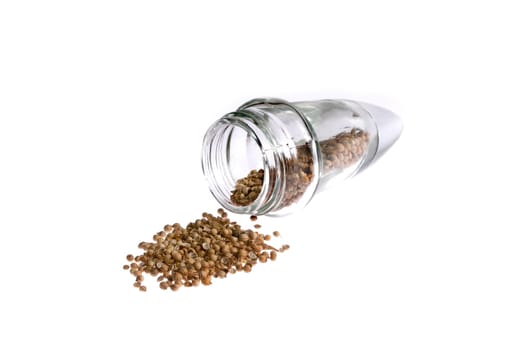 Coriander