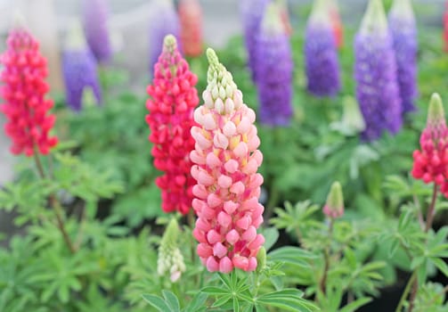 Colorful lupin