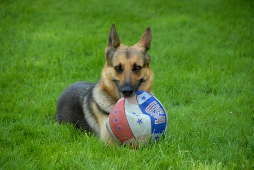 Schutzhund