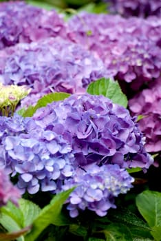 Hydrangeas