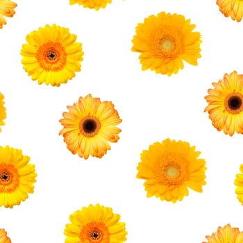 Gerbera