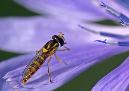 Sphaerophoria scripta (the long-bellied hoverfly) on Cichorium intybus (chicory)