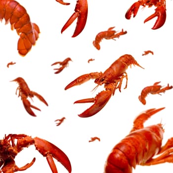 Lobster