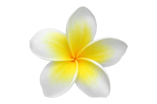 Frangipani flower