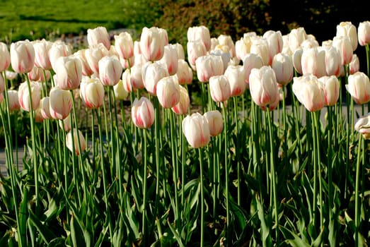 Tulip bed