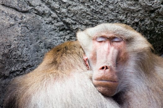 baboon sleeping