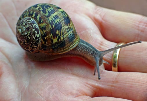 Livestock: In French snail farms,the spotted vineyard snail (Helix aspersa,synonym: Cornu aspersum ) is the most important in comparison to the &amp #8222 ordinary&amp #8220 Vineyard snail (Helix pomatia) has a much larger proportion of breeding animals.