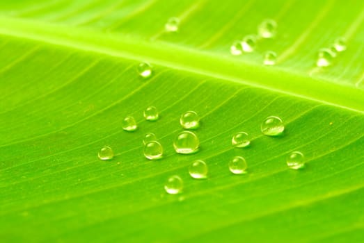 Banana leaf with water drops