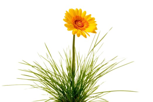 Gerbera