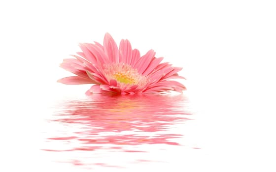 Gerbera