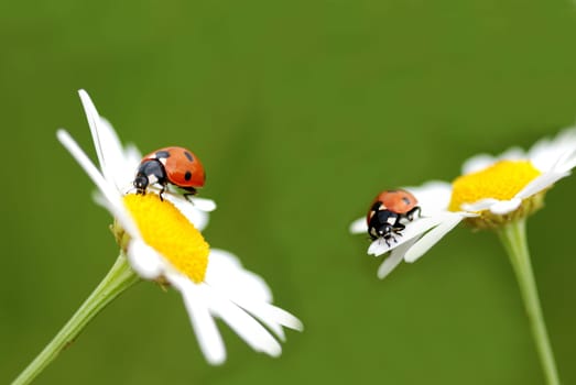Pair of ladybugs