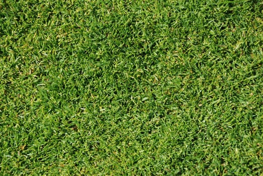 Green manicured lawn