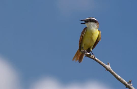 Yellow-breasted chat