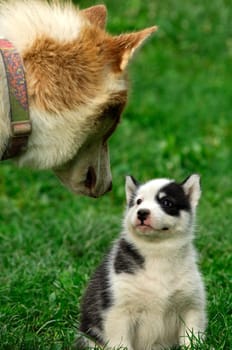 Dog mother with puppy