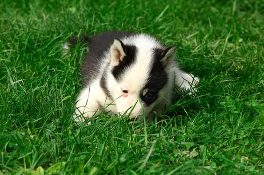 Exhausted puppy lying in the grass