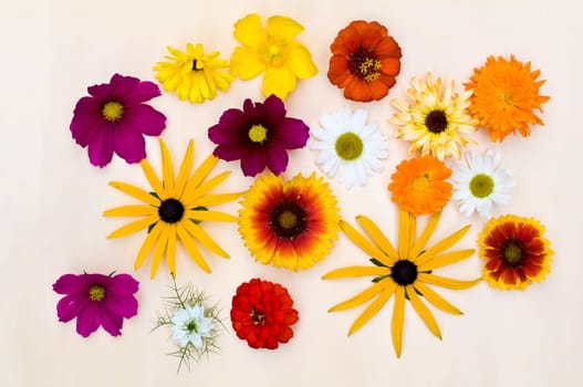 Summer Flowers 2