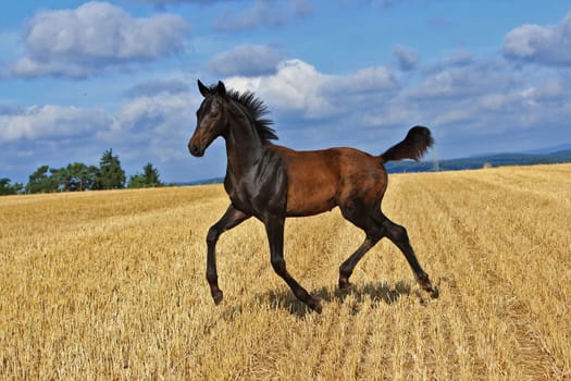 Elite Foals