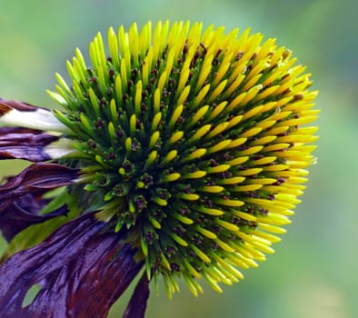Echinacea purpurea var. alba White Swan after flowering