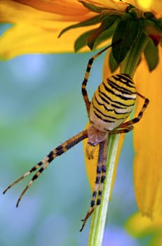 A look under the flower becomes an insight into the hiding place of the tiger spider (Argiope bruennichi)