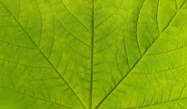 Leaf