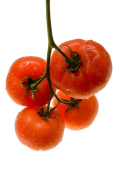 Tomatoes