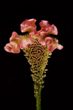 Cockscomb