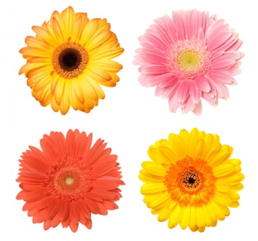Gerbera