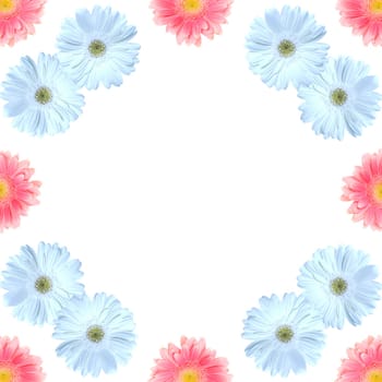 Gerbera