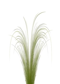 Grass