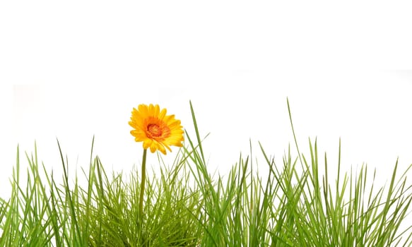 Grass