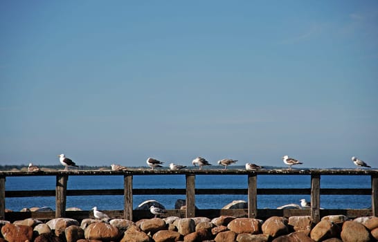 Seagulls on the perch