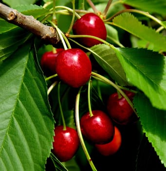 Cherries on the tree
