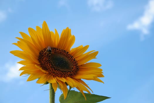 Sunflower with bumblebee