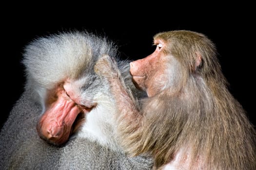 baboons grooming isolated on black