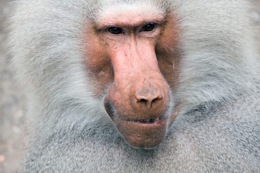 baboon portrait closeup