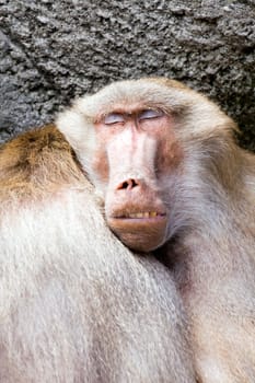 baboon sleeping