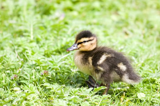 cute duckling in grass