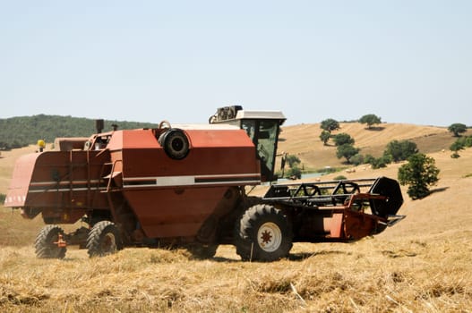 Grain harvest