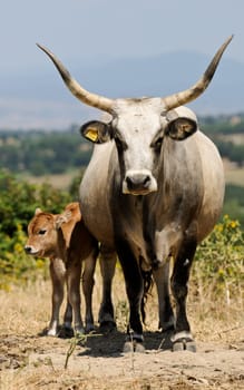 calf animal