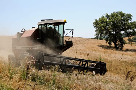 Grain harvest