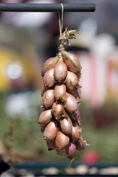 Bunch of onionsq