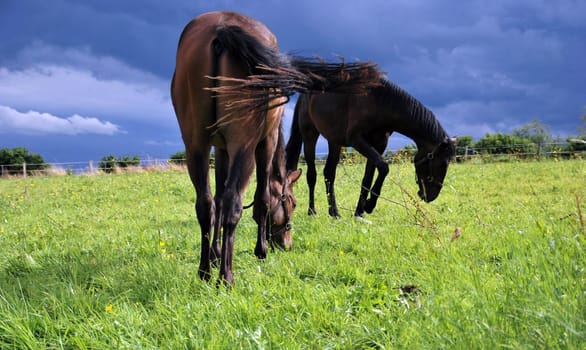 Horses 4670