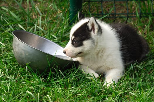 Puppy at water bowl