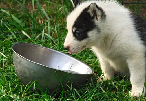 Puppy at water bowl