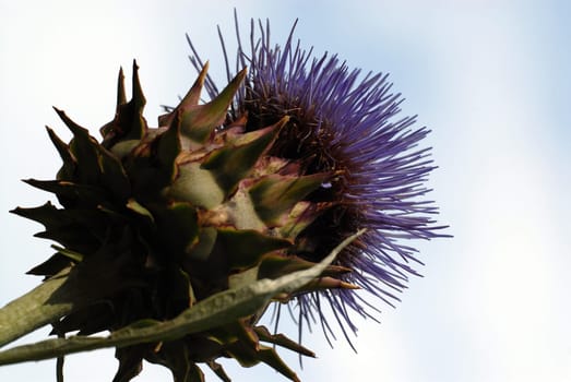Thistle,Thistle