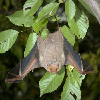 Bat