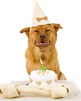 Dog Happy Birthday